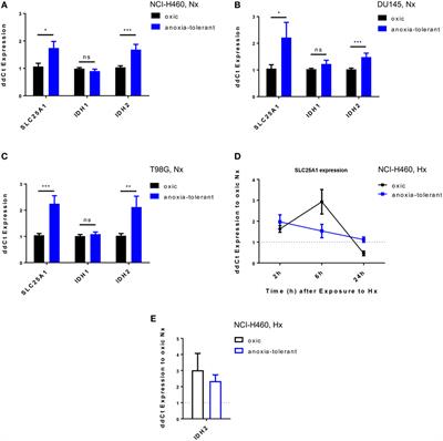 The Mitochondrial Citrate Carrier (SLC25A1) Sustains Redox Homeostasis and Mitochondrial Metabolism Supporting Radioresistance of Cancer Cells With Tolerance to Cycling Severe Hypoxia